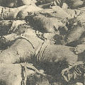 Postcard: Dead bodies at the site of the Honjo Clothing Depot